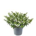 Bild von EJ Cuphea P19 white